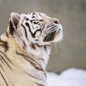Preview wallpaper bengal tiger, tiger, animal, snow, big cat