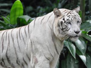 Preview wallpaper bengal tiger, tiger, big cat, predator, glance