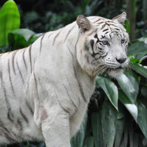 Preview wallpaper bengal tiger, tiger, big cat, predator, glance