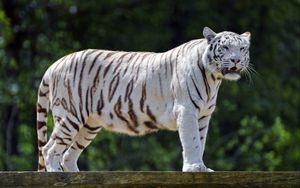 Preview wallpaper bengal tiger, tiger, big cat, predator, mouth, fangs