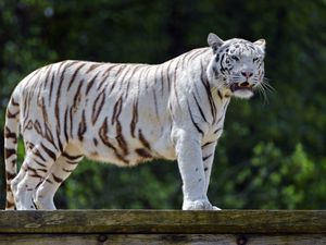 Preview wallpaper bengal tiger, tiger, big cat, predator, mouth, fangs