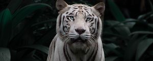 Preview wallpaper bengal tiger, tiger, big cat, predator, sight, bushes