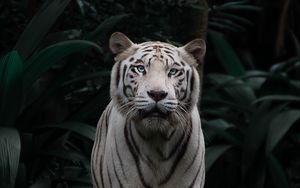 Preview wallpaper bengal tiger, tiger, big cat, predator, sight, bushes