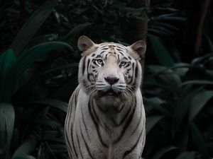 Preview wallpaper bengal tiger, tiger, big cat, predator, sight, bushes