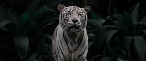 Preview wallpaper bengal tiger, tiger, big cat, predator, stripes