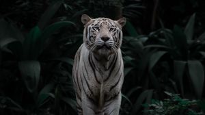 Preview wallpaper bengal tiger, tiger, big cat, predator, stripes