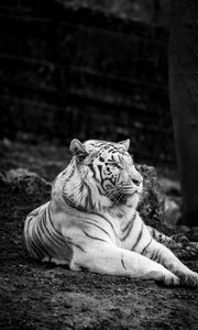Preview wallpaper bengal tiger, tiger, bw, predator