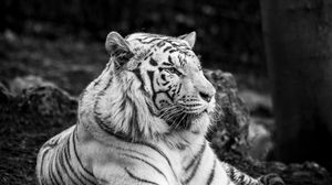 Preview wallpaper bengal tiger, tiger, bw, predator