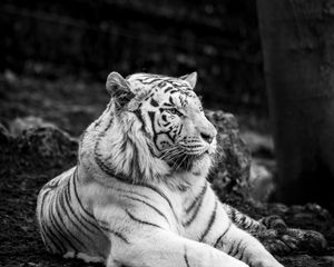 Preview wallpaper bengal tiger, tiger, bw, predator