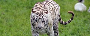 Preview wallpaper bengal tiger, tiger, glance, muzzle