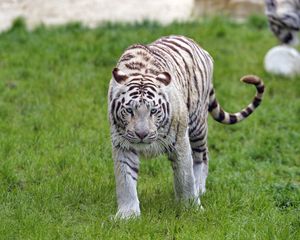 Preview wallpaper bengal tiger, tiger, glance, muzzle