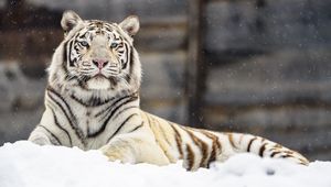 Preview wallpaper bengal tiger, tiger, glance, snow, big cat