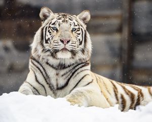 Preview wallpaper bengal tiger, tiger, glance, snow, big cat
