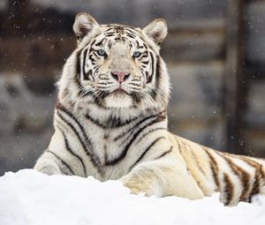 Preview wallpaper bengal tiger, tiger, glance, snow, big cat