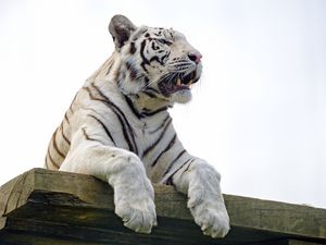 Preview wallpaper bengal tiger, tiger, paws, predator
