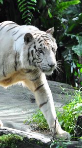 Preview wallpaper bengal tiger, tiger, predator, big cat