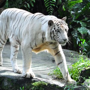 Preview wallpaper bengal tiger, tiger, predator, big cat