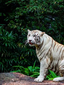 Preview wallpaper bengal tiger, tiger, predator, big cat, animal