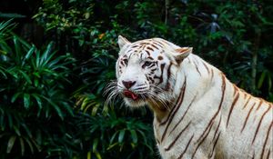 Preview wallpaper bengal tiger, tiger, predator, big cat, animal