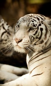 Preview wallpaper bengal tiger, tiger, predator, glance, animal
