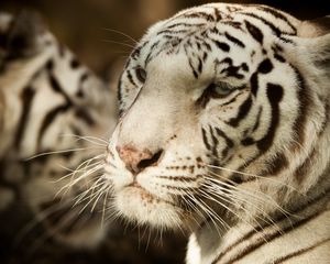 Preview wallpaper bengal tiger, tiger, predator, glance, animal