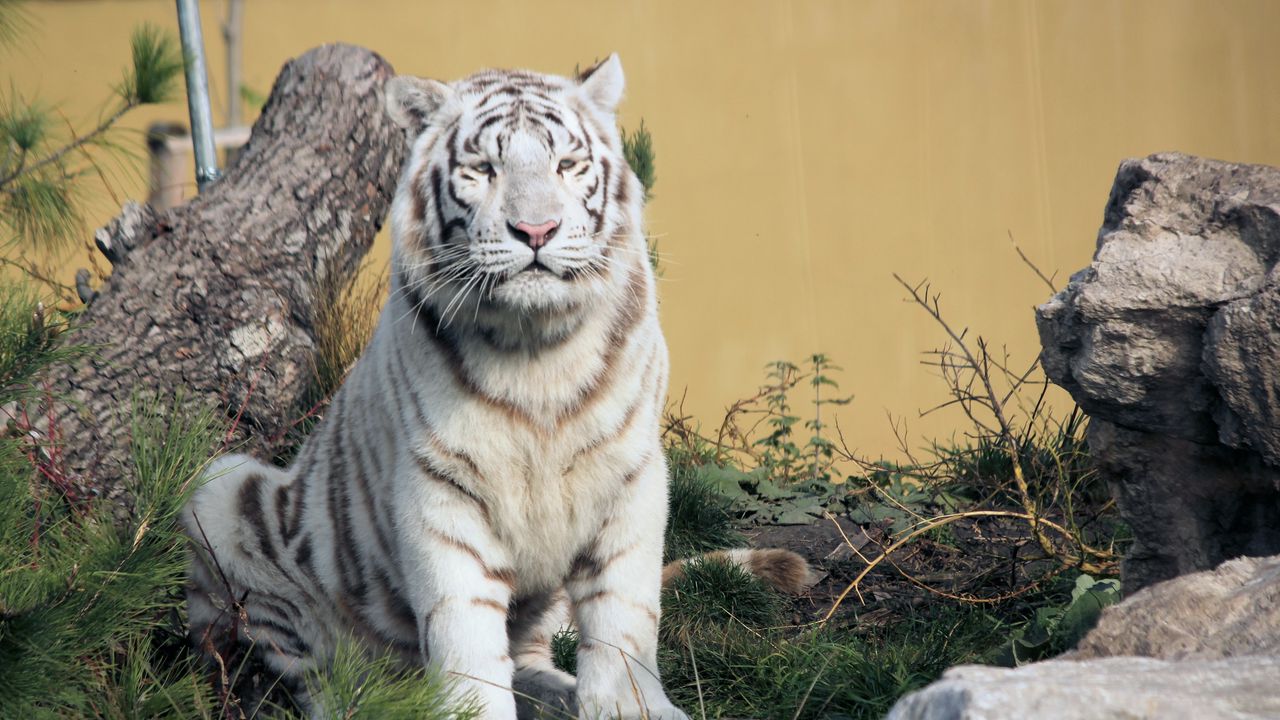 Wallpaper bengal tiger, tiger, predator, animal, white, big cat