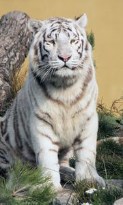 Preview wallpaper bengal tiger, tiger, predator, animal, white, big cat