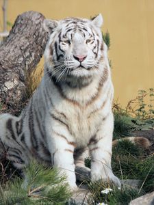 Preview wallpaper bengal tiger, tiger, predator, animal, white, big cat