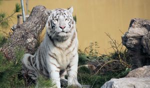 Preview wallpaper bengal tiger, tiger, predator, animal, white, big cat