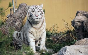 Preview wallpaper bengal tiger, tiger, predator, animal, white, big cat