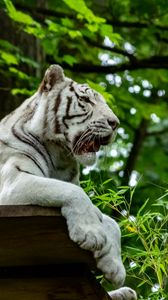 Preview wallpaper bengal tiger, tiger, predator, animal, big cat, leaves