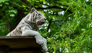 Preview wallpaper bengal tiger, tiger, predator, animal, big cat, leaves