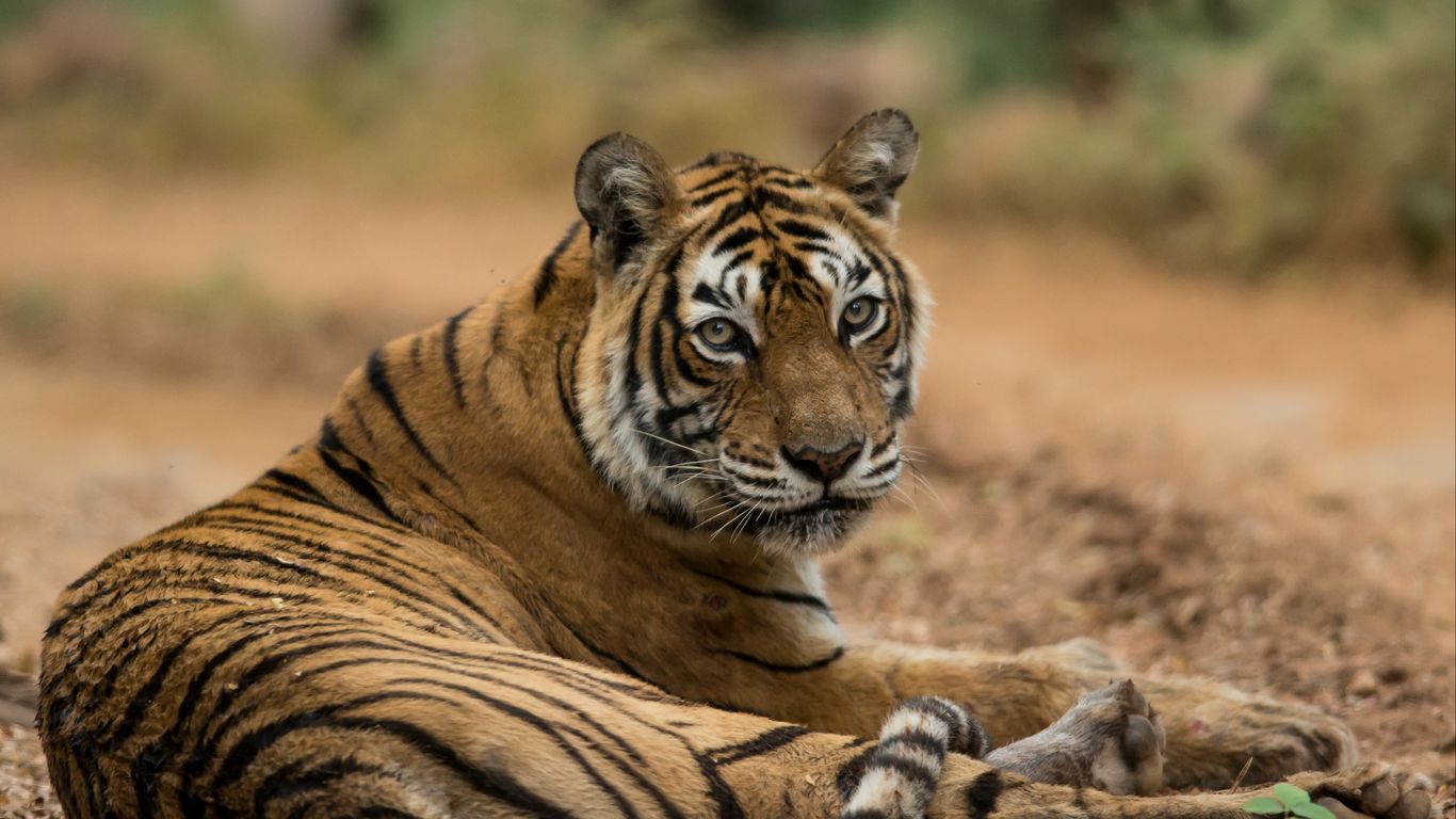 Download wallpaper 1366x768 bengal tiger, tiger, predator, animal, blur ...