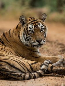 Preview wallpaper bengal tiger, tiger, predator, animal, blur