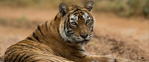Preview wallpaper bengal tiger, tiger, predator, animal, blur