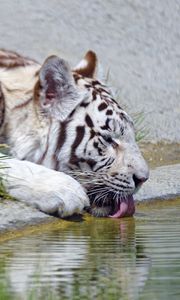 Preview wallpaper bengal tiger, tiger, profile, protruding tongue