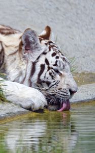 Preview wallpaper bengal tiger, tiger, profile, protruding tongue