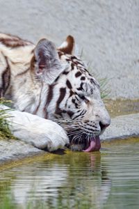 Preview wallpaper bengal tiger, tiger, profile, protruding tongue