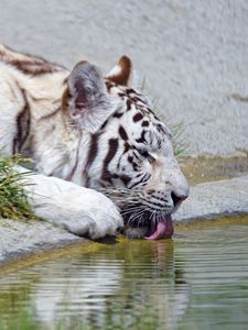 Preview wallpaper bengal tiger, tiger, profile, protruding tongue