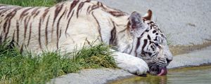 Preview wallpaper bengal tiger, tiger, profile, protruding tongue