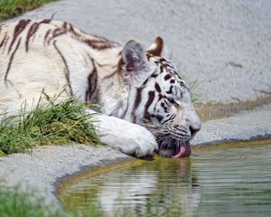 Preview wallpaper bengal tiger, tiger, profile, protruding tongue