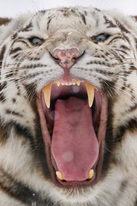 Preview wallpaper bengal tiger, tiger, roar, fangs, predator