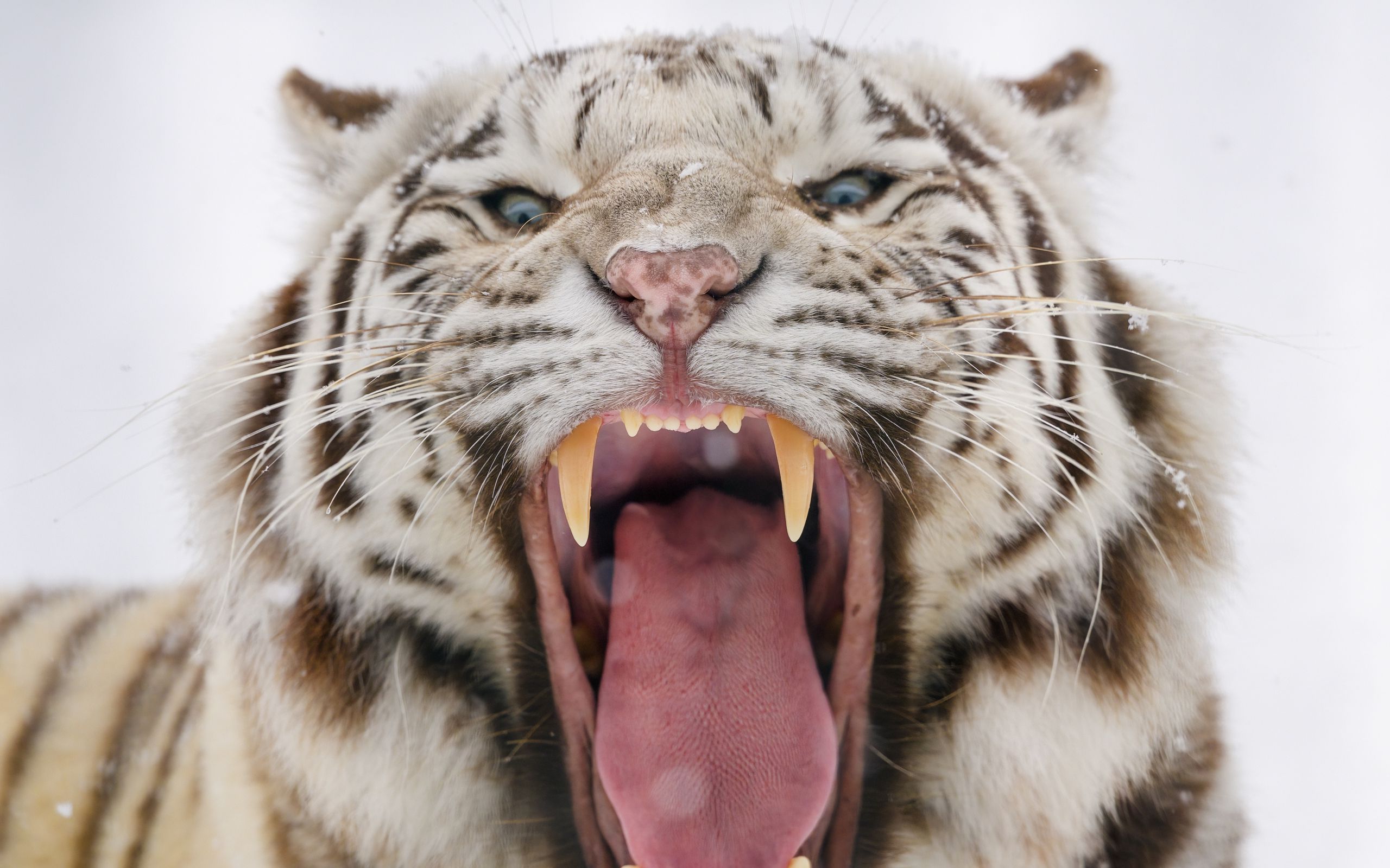 Рычащий тигр ревущий. Хищник тигр оскал. Бенгальский тигр оскал. Амурский тигр рычит. Тигр рык.