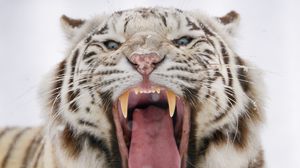 Preview wallpaper bengal tiger, tiger, roar, fangs, predator