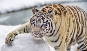 Preview wallpaper bengal tiger, tiger, snow, winter, big cat, white