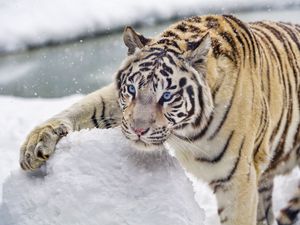 Preview wallpaper bengal tiger, tiger, snow, winter, big cat, white