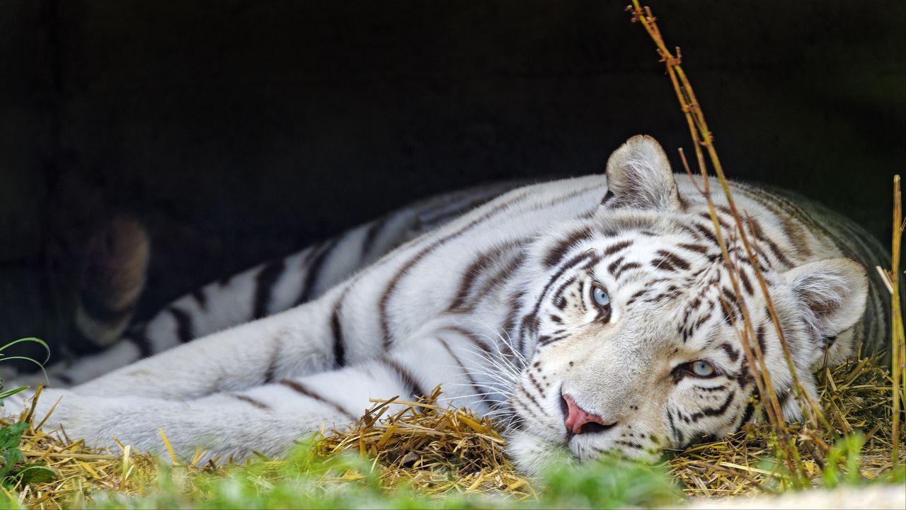 Wallpaper bengal tiger, tiger, white, predator, animal, big cat