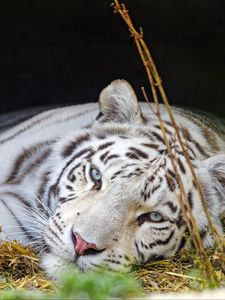 Preview wallpaper bengal tiger, tiger, white, predator, animal, big cat