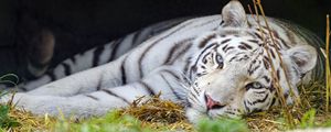 Preview wallpaper bengal tiger, tiger, white, predator, animal, big cat