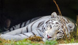 Preview wallpaper bengal tiger, tiger, white, predator, animal, big cat